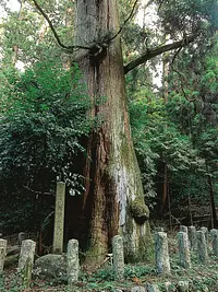 Arrowhead large cedar