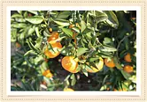 [Mandarin oranges, persimmons, chestnuts] Nerikien