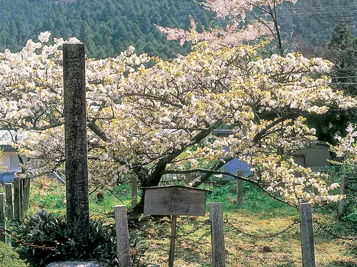 長徳寺の龍王櫻①