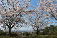 城代屋敷跡の桜