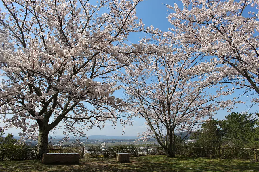 Cherry blossoms at the castle ruins