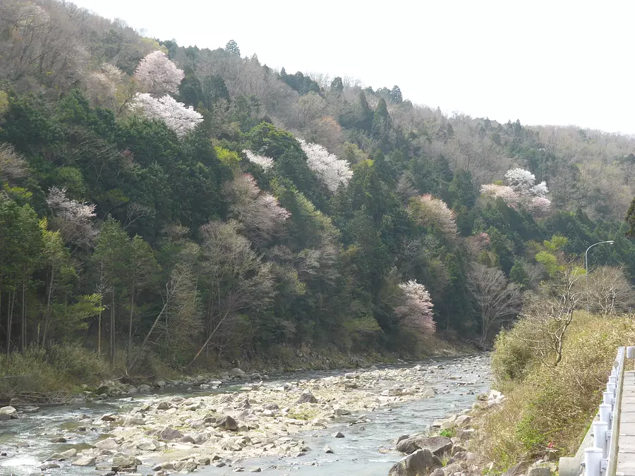 Cherry blossoms on the old road side