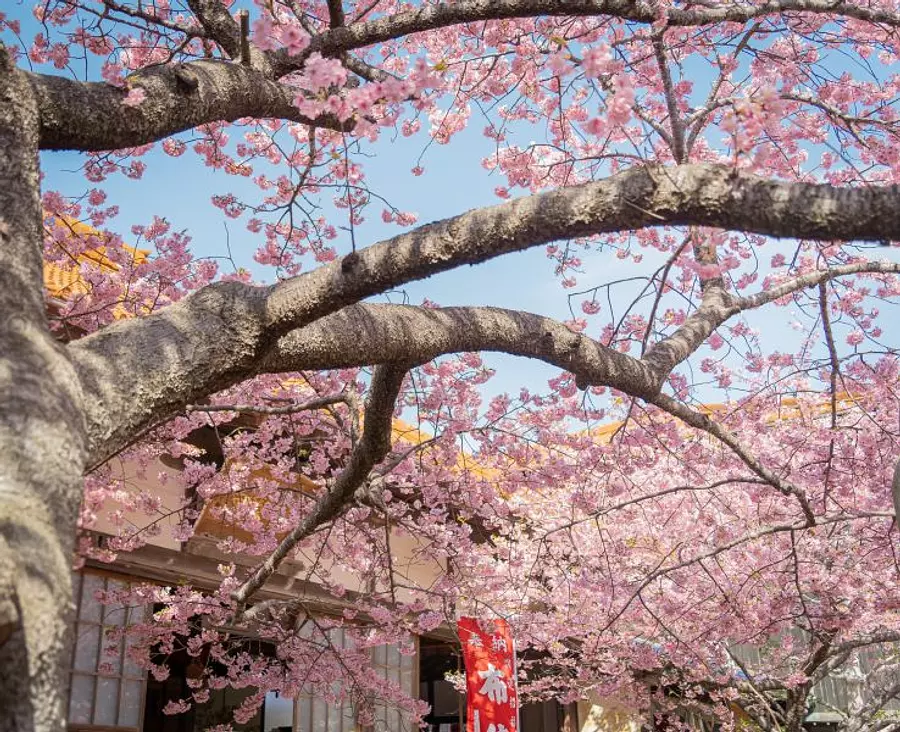 Temple Daijiji et fleurs de cerisier Tenrei