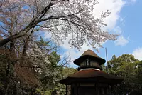 俳聖殿と桜