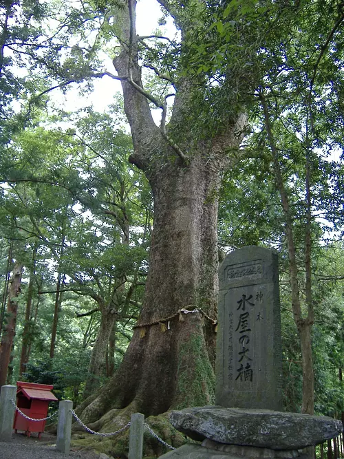 Gran árbol de alcanfor en el Santuario Mizuya [monumento natural designado por la prefectura]