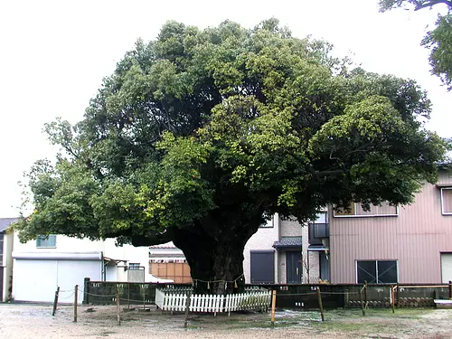 川俣神社のスダジイ