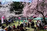 Festival de Sakura de Sakakibara Onsen