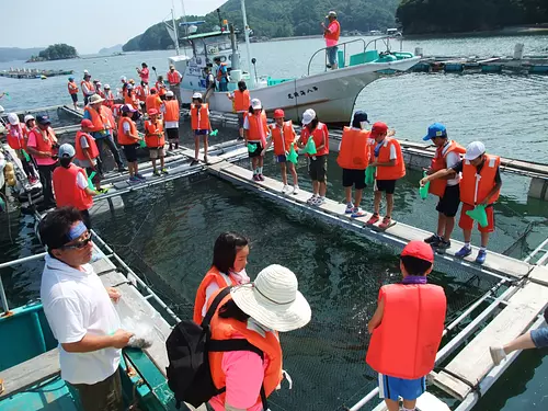 Feeding farmed sea bream