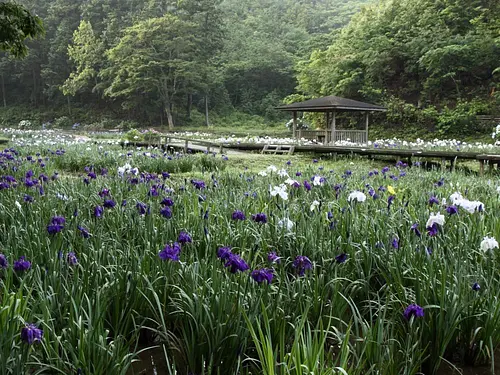 후타미 쇼부 로망의 숲의 꽃 쇼부【꽃】(개화 정보도 게재)