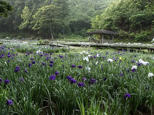 二見菖蒲浪漫森林的菖蒲 【花】 (也刊登開花信息)