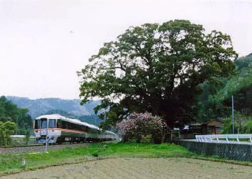 Gran árbol de alcanfor en Maemura