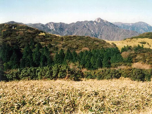 入道岳いぬつげ及びあせび群落