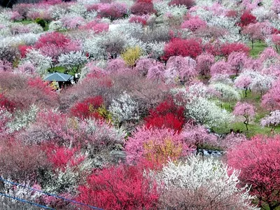 三重県の梅の名所特集 2024年版　いなべや鈴鹿の人気スポットや見頃など紹介します！