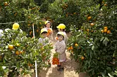 [Mikan] Tsu visita el jardín de recolección de naranjas