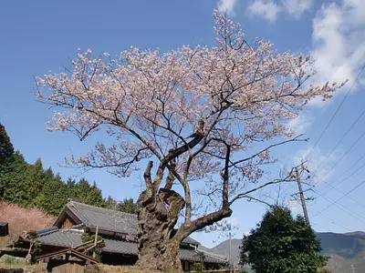 Los cerezos en flor de Edohigan en el templo Harutoku-dera