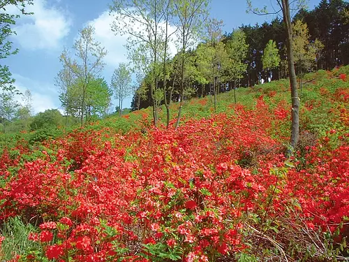 Colina primitiva de azaleas 1