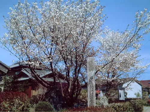 石药师蒲樱