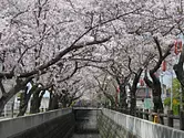 도미타 토시가와의 벚꽃