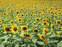 Totome no Sato (Sunflower)