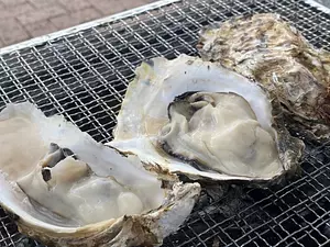 Oysters (Momokomachi) BBQ
