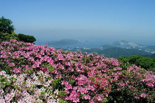 Azalea [ดอกไม้] ของ ภูเขาอาซามะ（Mt.Asama）