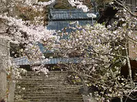 Sakura en el templo Reizanji