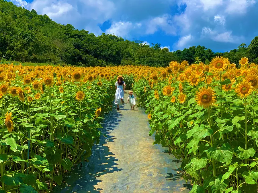 夏をめざして