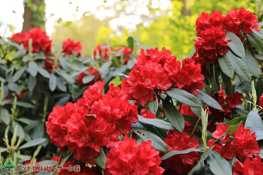 เทศกาลดอกกุหลาบพันปี สวน Akatsuka Rhododendron