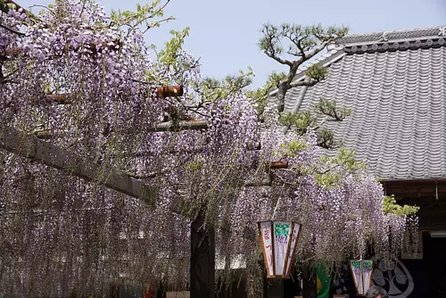 太巌寺　藤まつり （開花情報も掲載）