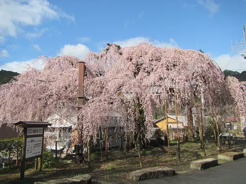 weeping cherry blossoms