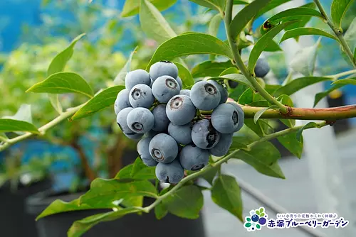 Akatsuka Blueberry Garden (Akatsuka Botanical Garden)