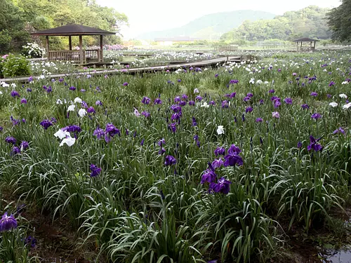 二見菖蒲浪漫之森 (1)