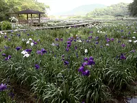 Forêt romaine de Futami Shobu ①