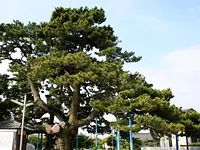 Jizo large pine ②