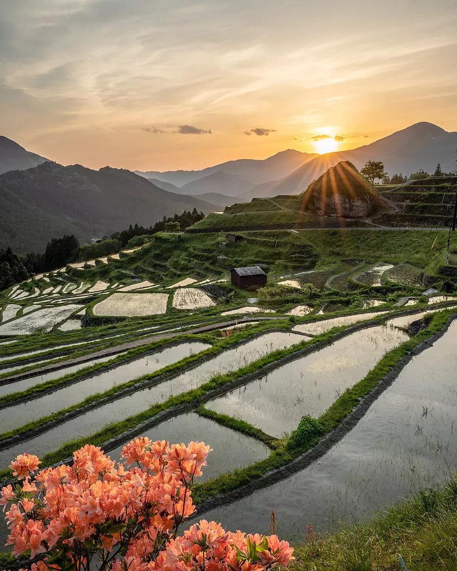 夕の棚田
