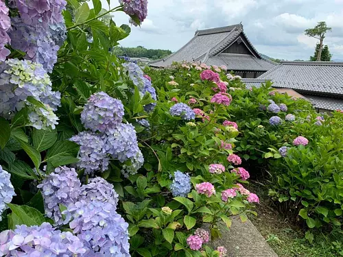 Hortensias en el templo Mirokuji