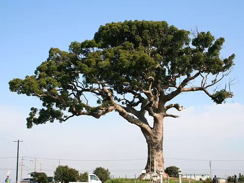 又长又粗的樟树（NagonoOokusu）①