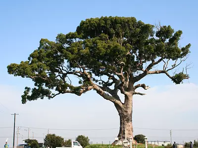 長太の大楠①