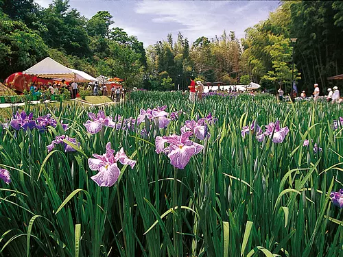 亀山公園しょうぶ園①