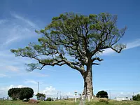 NagonoOokusu（Gran árbol de alcanfor en Nago）②