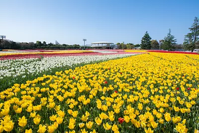 日本最大規模的名花之裡（Nabananosato）之裡“鬱金香節”