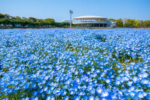 Nabana no Sato Nemophila - Découvrez un monde bleu fantastique à perte de vue -