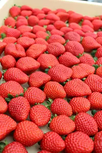 “Strawberry Café” จะปรากฏในสวนในช่วงเวลาดังกล่าว! นอกจากขนมหวานมาตรฐานอย่างแพนเค้กและพาร์เฟ่ต์แล้ว เรายังมีเมนูพิเศษเช่นชอร์ตเค้กอีกด้วย!