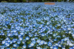 Nabananosato Nemophila - Experimente un fantástico mundo azul hasta donde alcanza la vista -