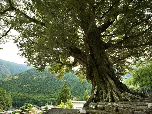 大淵寺のスダジイ