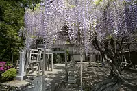 등나무 꽃