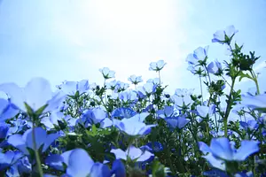 Nabananosato Nemophila - Experimente un fantástico mundo azul hasta donde alcanza la vista -