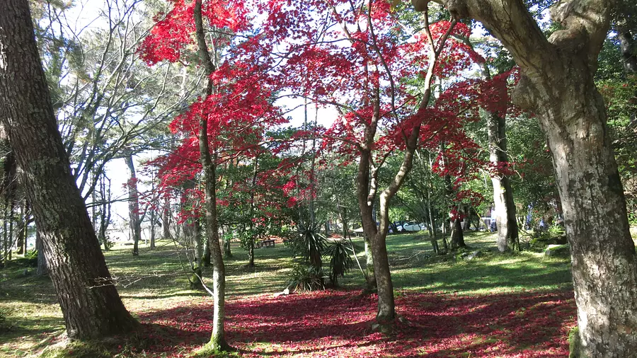 上野公園の紅葉