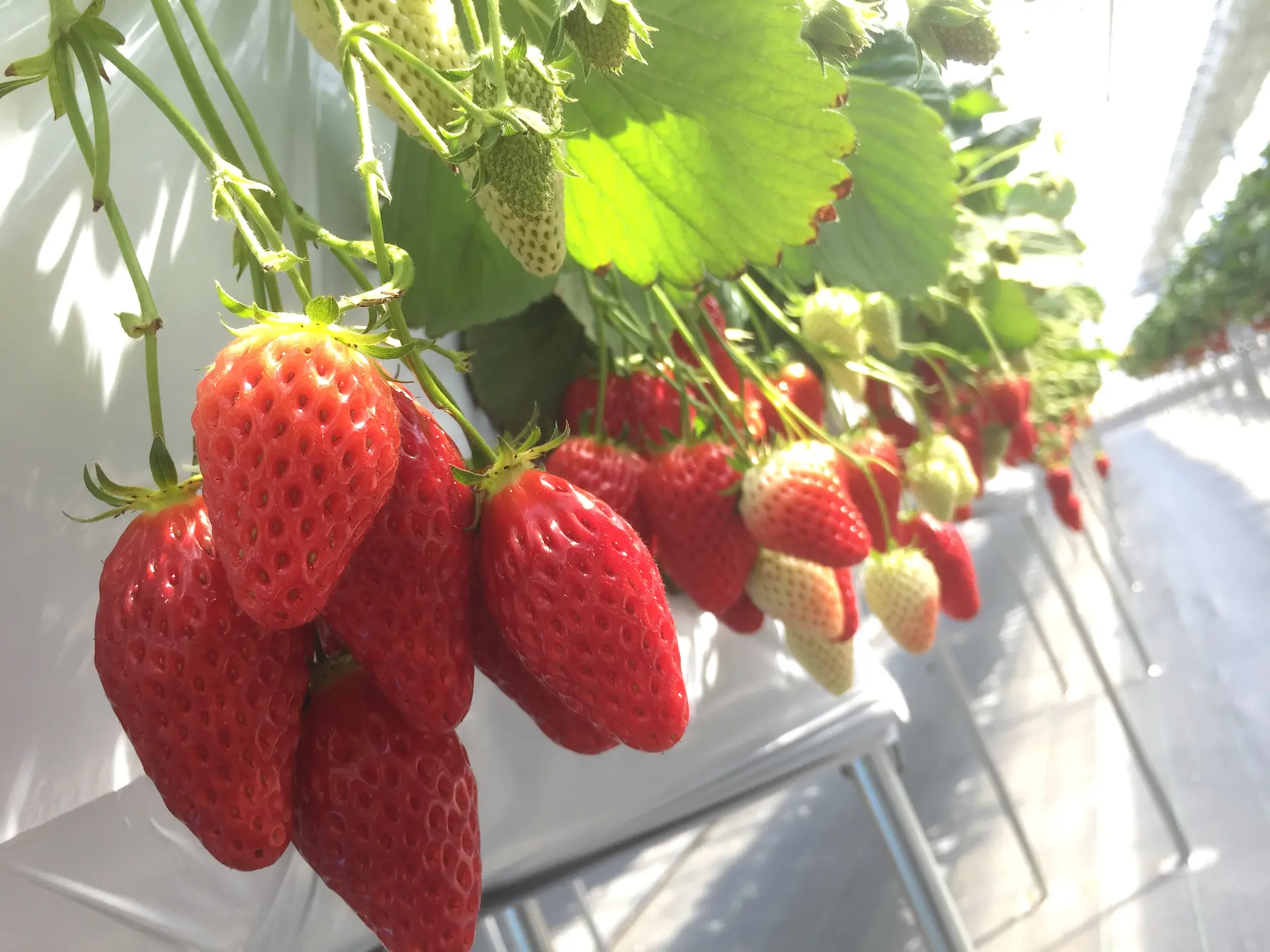 ナガシマファーム