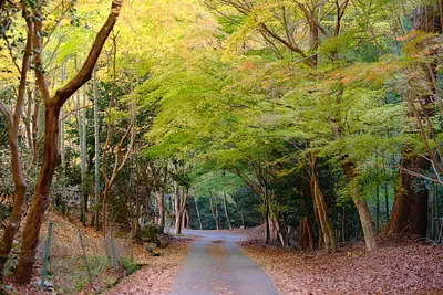 天開山泰運寺の紅葉（4）